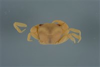 藏品(平背蜞)的圖片